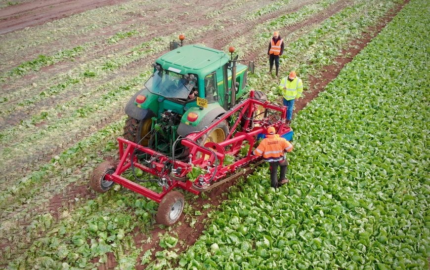 Robot solution for automating the lettuce harvest